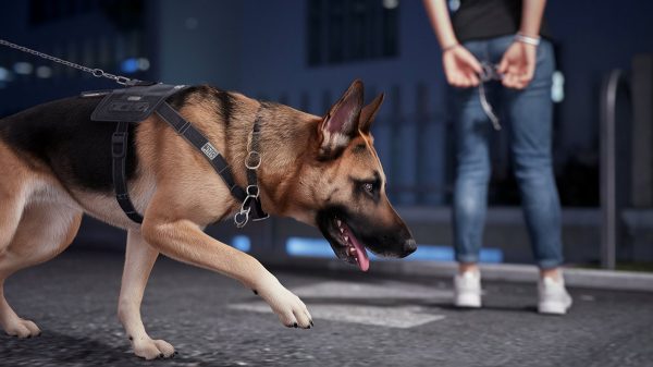 Rights during K-9 traffic stops in Central Florida